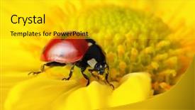  Presentation with ladybug - PPT layouts enhanced with ladybug sits on a flower background and a  colored foreground