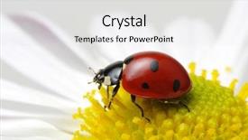  Presentation with ladybug - Slide deck with ladybug sits on a flower background and a light gray colored foreground