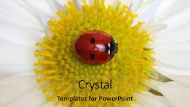  Presentation with ladybug - PPT layouts having ladybug sits on a flower background and a  colored foreground