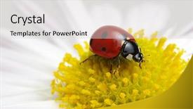  Presentation with ladybug - Slide deck consisting of ladybug sits on a flower background and a light gray colored foreground