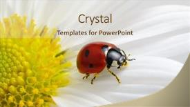  Presentation with chemistry flower - PPT layouts with ladybug sits on a flower background and a  colored foreground