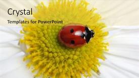  Presentation with oat flower - Audience pleasing theme consisting of ladybug sits on a flower backdrop and a  colored foreground