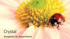  Presentation with flower dome in singapore - Beautiful slide set featuring ladybug sits on a flower backdrop and a  colored foreground