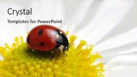  Presentation with oat flower - Presentation design with ladybug sits on a flower background and a  colored foreground