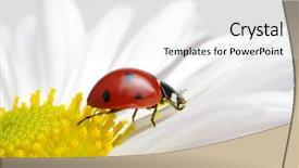  Presentation with ladybug - Slide deck enhanced with ladybug sits on a flower background and a  colored foreground