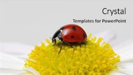  Presentation with dirt flower - Slide deck having ladybug sits on a flower background and a  colored foreground