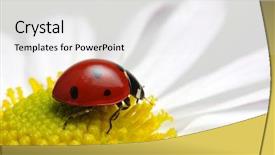  Presentation with ladybug - Audience pleasing PPT theme consisting of ladybug sits on a flower backdrop and a  colored foreground