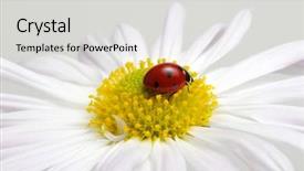  Presentation with ladybug - PPT layouts consisting of ladybug sits on a flower background and a  colored foreground