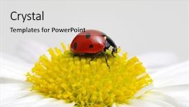 Presentation with books and flower - Beautiful slides featuring ladybug sits on a flower backdrop and a  colored foreground