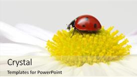  Presentation with ladybug - Amazing slide deck having ladybug sits on a flower backdrop and a yellow colored foreground