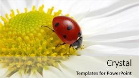  Presentation with ladybug - PPT theme featuring ladybug sits on a flower background and a  colored foreground