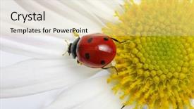  Presentation with books and flower - Slide set featuring ladybug sits on a flower background and a  colored foreground