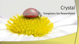  Presentation with ladybug - Audience pleasing slide set consisting of ladybug sits on a flower backdrop and a  colored foreground