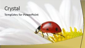  Presentation with books and flower - Slide set enhanced with ladybug sits on a flower background and a white colored foreground