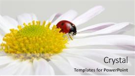  Presentation with dirt flower - Slide deck enhanced with ladybug sits on a flower background and a white colored foreground