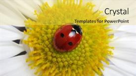  Presentation with ladybug - Beautiful slides featuring ladybug sits on a flower backdrop and a  colored foreground