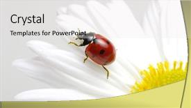  Presentation with ladybug - Amazing theme having ladybug sits on a flower backdrop and a  colored foreground