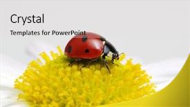  Presentation with chemistry flower - Theme having ladybug sits on a flower background and a  colored foreground