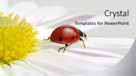  Presentation with jasmine flower gratis - PPT theme featuring ladybug sits on a flower background and a light gray colored foreground