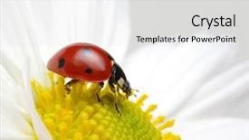  Presentation with ladybug - Slide deck enhanced with ladybug sits on a flower background and a  colored foreground