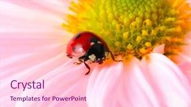  Presentation with flower condolenses - PPT theme with ladybug sits on a flower background and a lemonade colored foreground