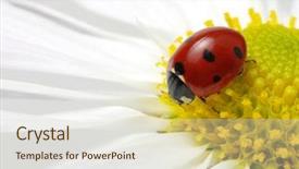  Presentation with hospice flower - Amazing PPT layouts having ladybug sits on a flower backdrop and a soft green colored foreground