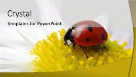 Presentation with ladybug - PPT theme consisting of ladybug sits on a flower background and a light gray colored foreground