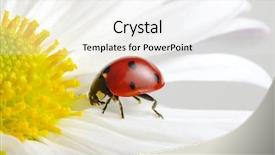  Presentation with ladybug - PPT layouts with ladybug sits on a flower background and a white colored foreground