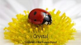  Presentation with flower condolenses - Slide deck featuring ladybug sits on a flower background and a gold colored foreground