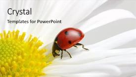  Presentation with flower dome in singapore - Beautiful PPT layouts featuring ladybug sits on a flower backdrop and a white colored foreground