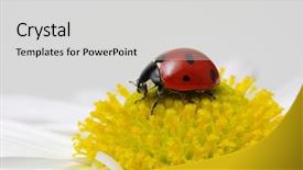  Presentation with ladybug - Slide deck with ladybug sits on a flower background and a light gray colored foreground
