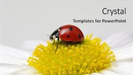  Presentation with books and flower - Beautiful PPT layouts featuring ladybug sits on a flower backdrop and a light gray colored foreground
