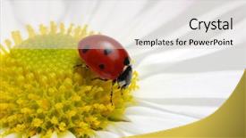  Presentation with ladybug - Audience pleasing PPT layouts consisting of ladybug sits on a flower backdrop and a lemonade colored foreground