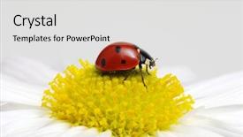  Presentation with ladybug - Theme enhanced with ladybug sits on a flower background and a  colored foreground
