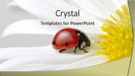  Presentation with hospice flower - PPT theme enhanced with ladybug sits on a flower background and a white colored foreground