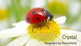  Presentation with ladybug - Presentation theme having ladybug sits on a flower background and a yellow colored foreground