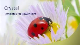  Presentation with ladybug - Amazing theme having ladybug sits on a flower petal backdrop and a sky blue colored foreground
