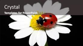  Presentation with ladybug - PPT layouts consisting of ladybug sits on a flower petal background and a dark gray colored foreground