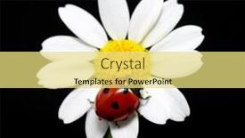  Presentation with pink petal flower animated - Slide deck enhanced with ladybug sits on a flower petal background and a yellow colored foreground
