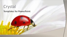  Presentation with ladybug - Slides with ladybug-sits-on-a-flower background and a white colored foreground