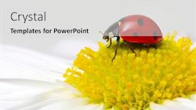  Presentation with ladybug - PPT theme featuring ladybug-sits-on-a-flower background and a light gray colored foreground