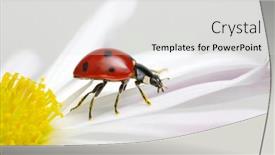  Presentation with ladybug - Presentation design featuring ladybug-sits-on-a-flower background and a light gray colored foreground