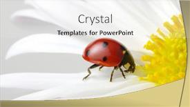  Presentation with ladybug - Amazing presentation design having ladybug-sits-on-a-flower backdrop and a white colored foreground