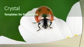  Presentation with ladybug - Presentation theme having ladybug sits on a flower petal background and a forest green colored foreground