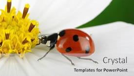  Presentation with ladybug - 