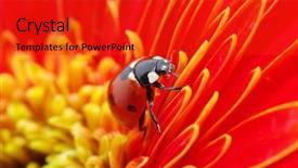  Presentation with ladybug - Audience pleasing PPT theme consisting of ladybug sits on a flower backdrop and a red colored foreground