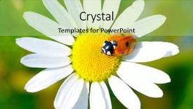  Presentation with ladybug - Slides with ladybug sits on a flower background and a mint green colored foreground
