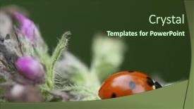  Presentation with wild flower - Theme enhanced with ladybug-sits background and a tawny brown colored foreground