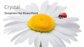  Presentation with ladybug - Slides featuring ladybug-sitting-on-a-camomile background and a white colored foreground