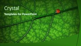  Presentation with ladybug - Amazing theme having ladybug-sitting-on-a-green backdrop and a forest green colored foreground